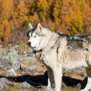 Majestic Siberian Husky standing in a rocky autumn forest, surrounded by vibrant foliage.