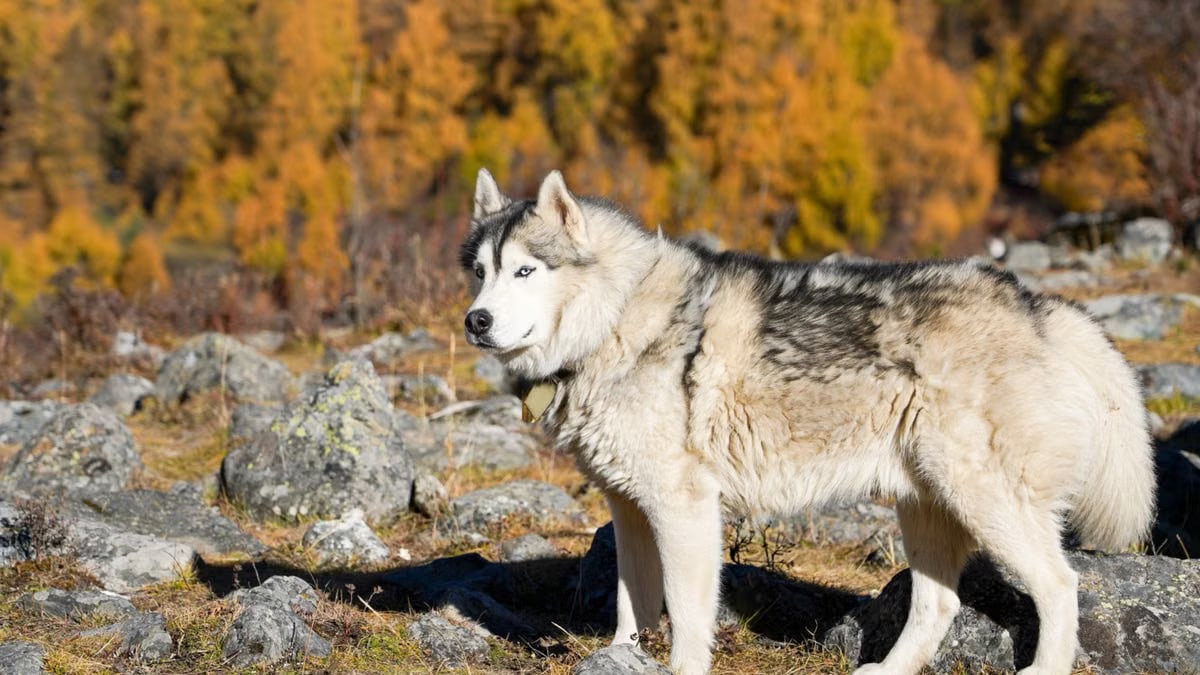 Majestic Siberian Husky standing in a rocky autumn forest, surrounded by vibrant foliage.